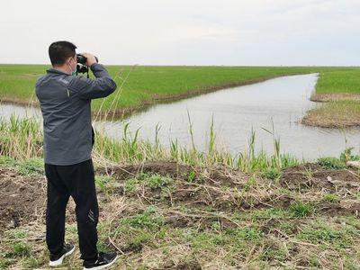 盘锦启动繁殖丹顶鹤全域调查专项工程